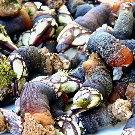 Casa de hóspedes Casa Mestre